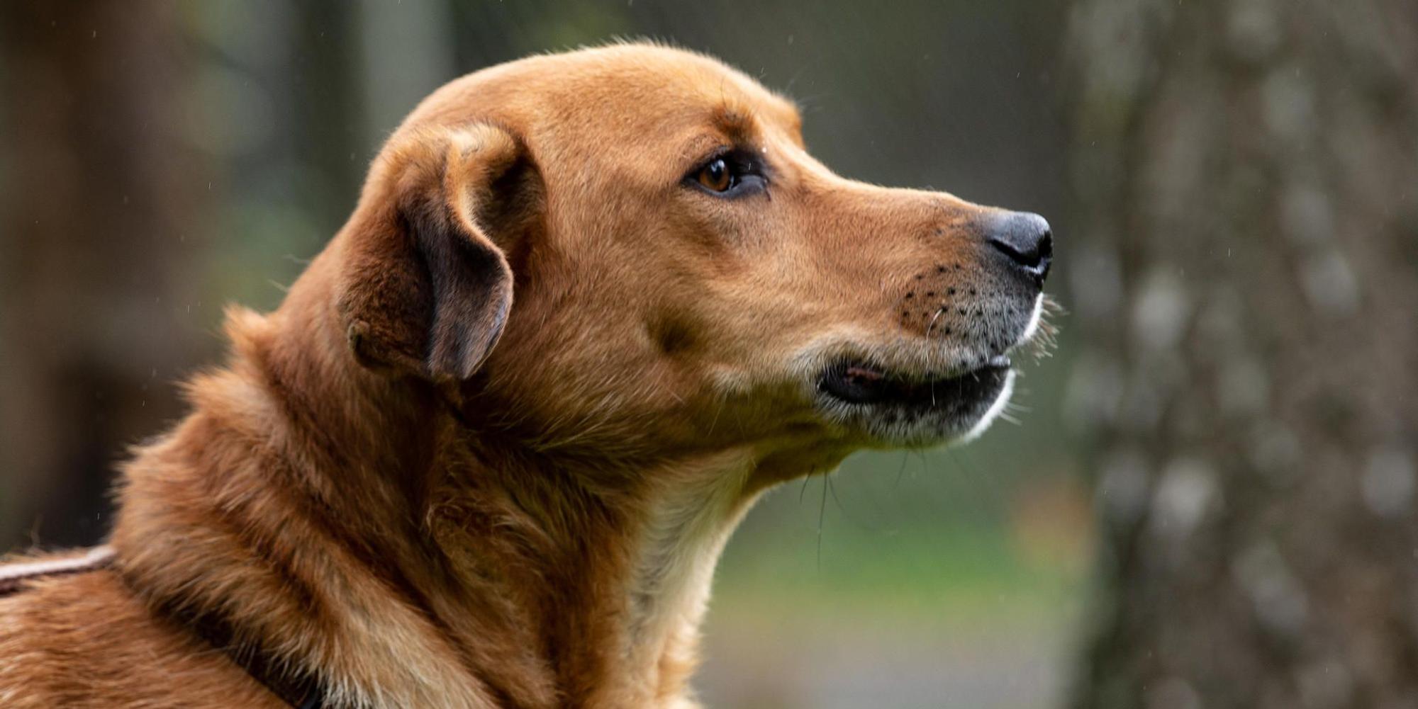 Hund_dpa