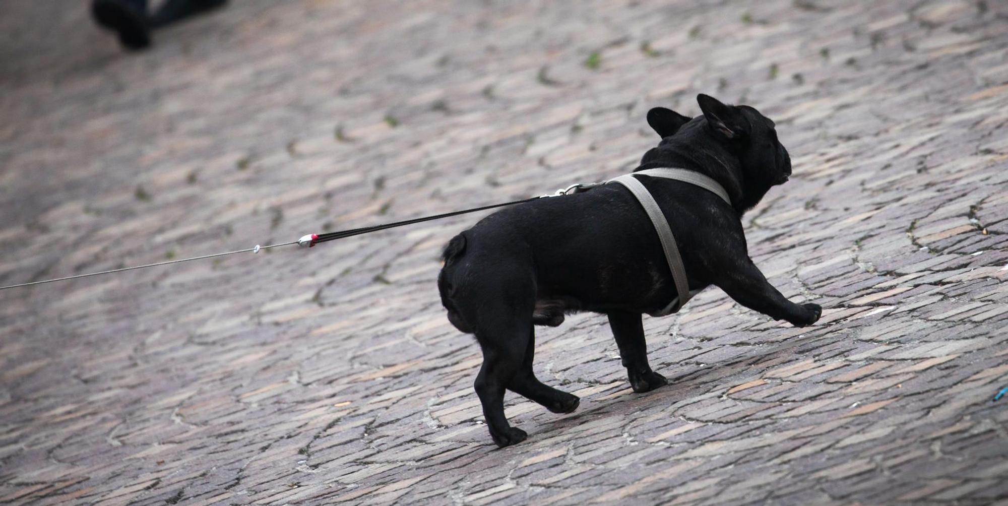 Hund_an_Leine_Strasse