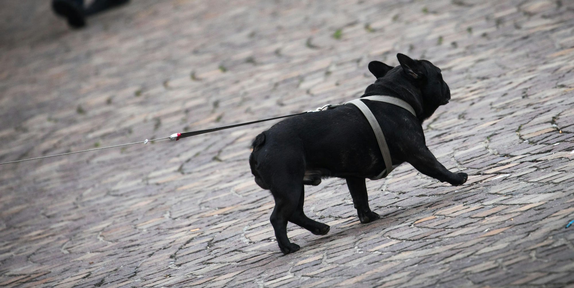 Hund_an_Leine_Strasse