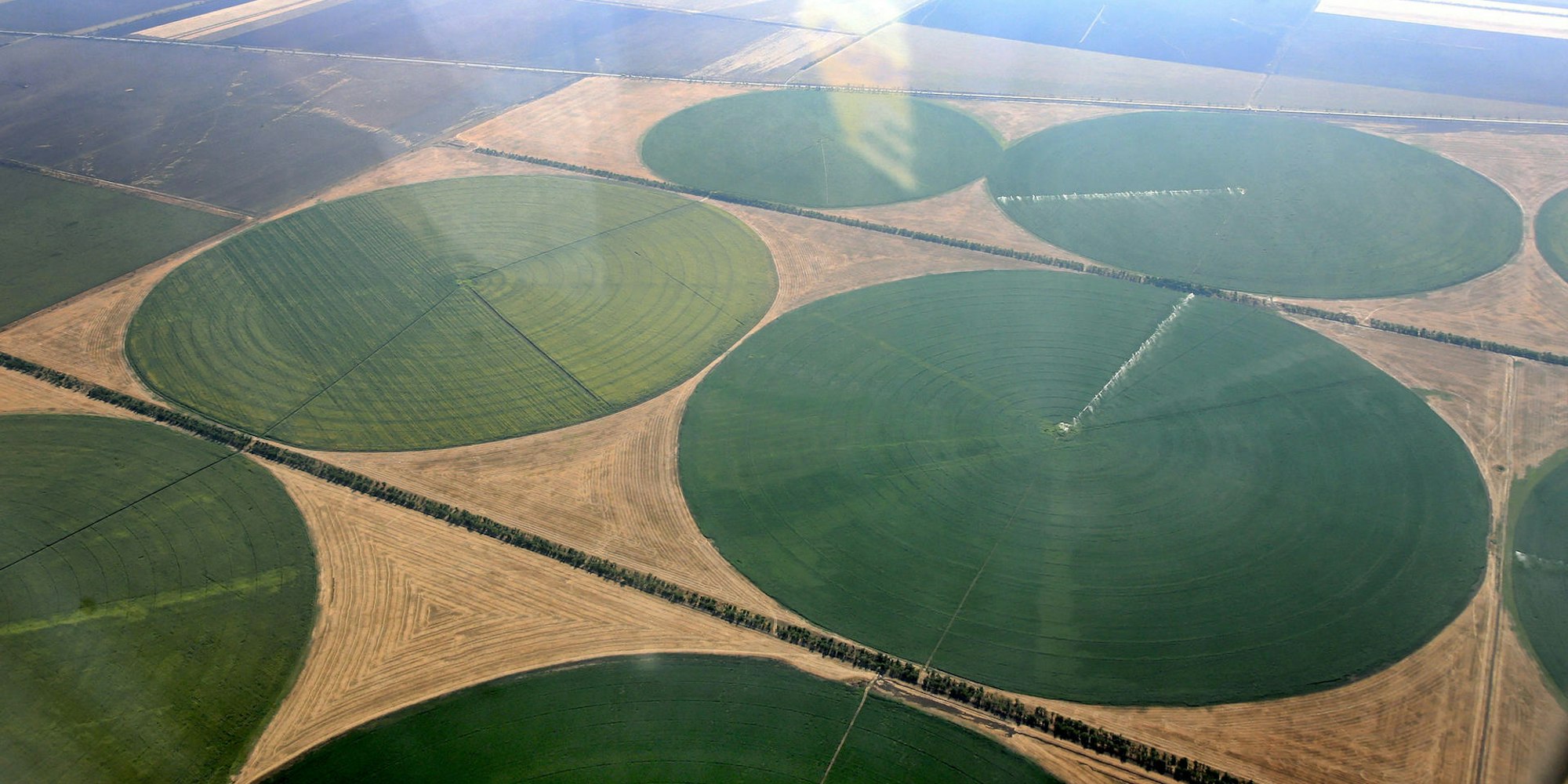 Weizenacker Krim 2007