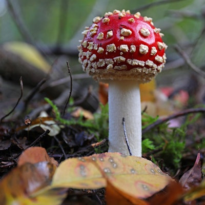 Fliegenpilz im Wald.