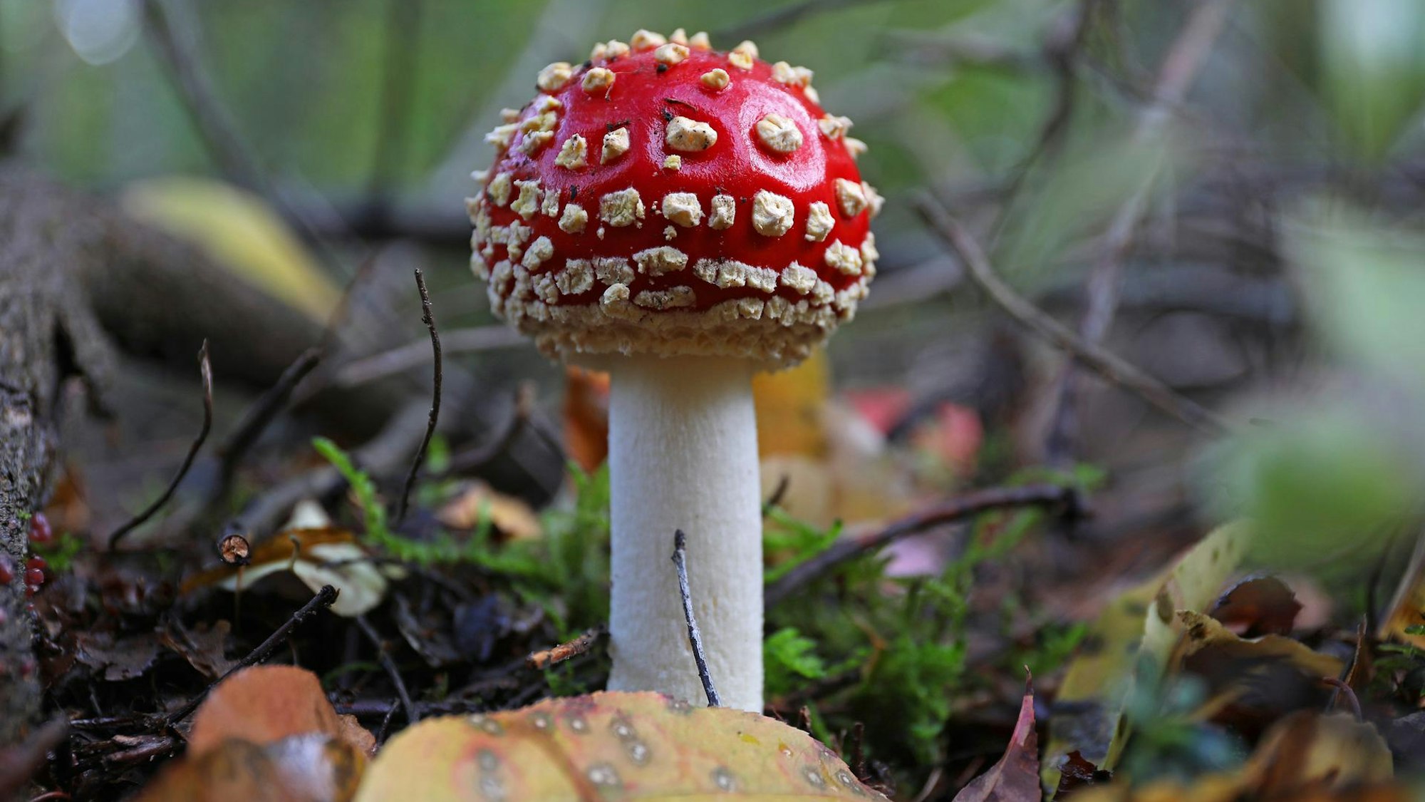 Fliegenpilz im Wald.