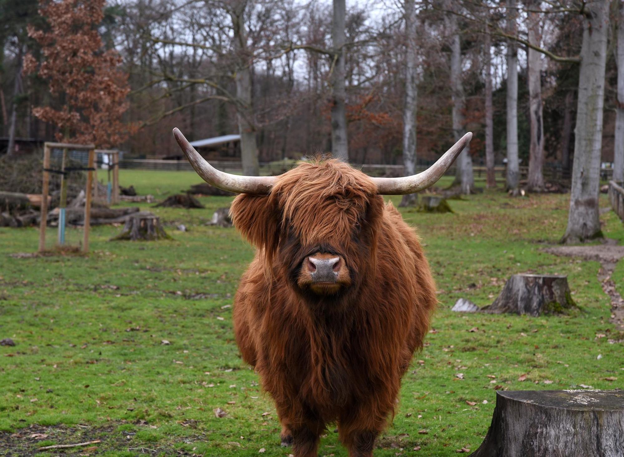 Tierpark Lindenthal_ Rakoczy_aus Comyan