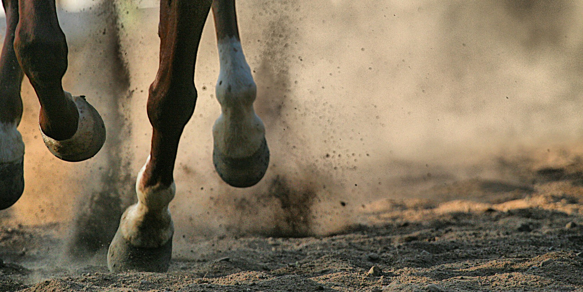 Pferde_GettyImages-127850478