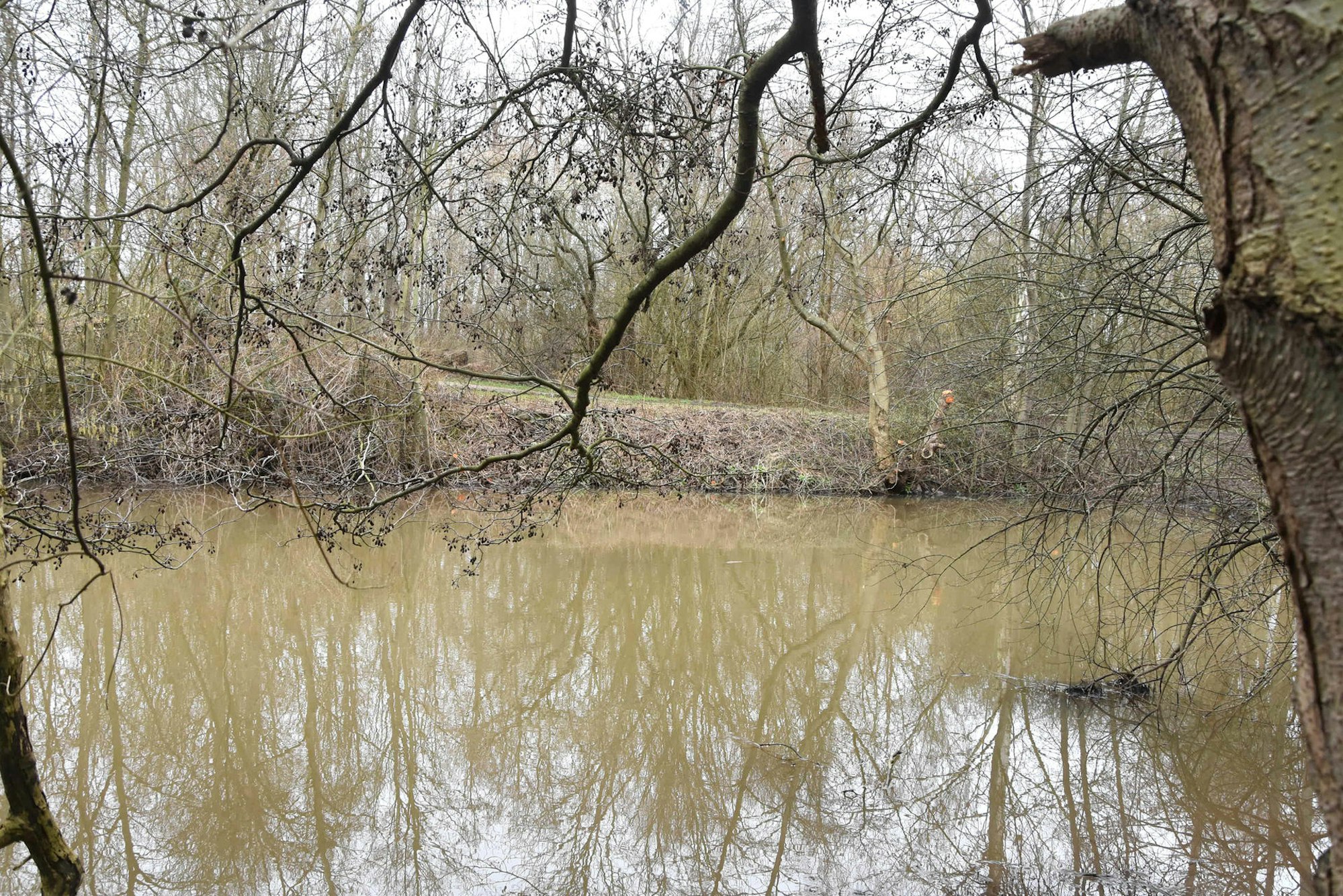 bb-Wilde-Rodungen-Erftufer-FTZ (24)