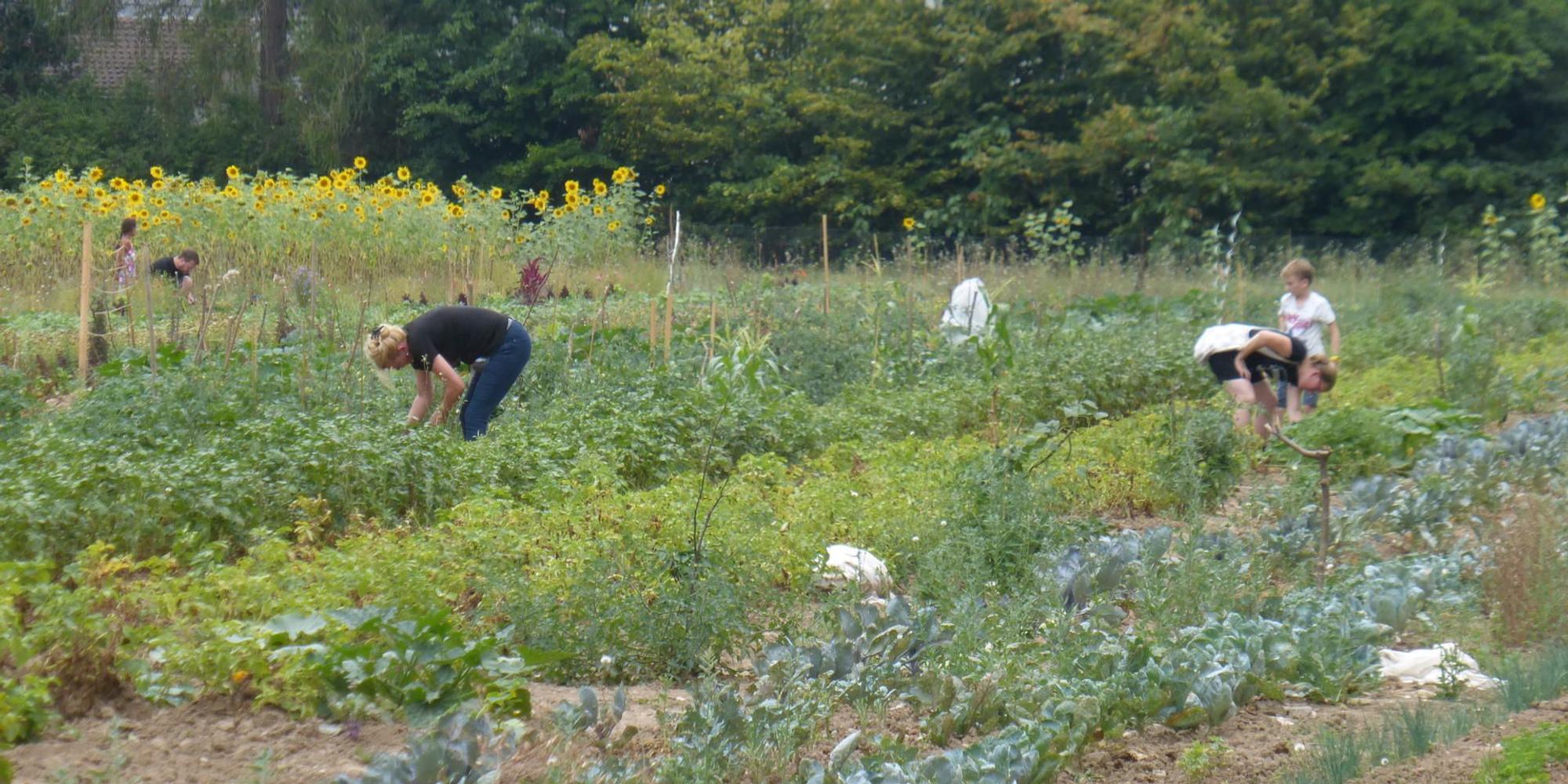 aef-Gartenlabor-4
