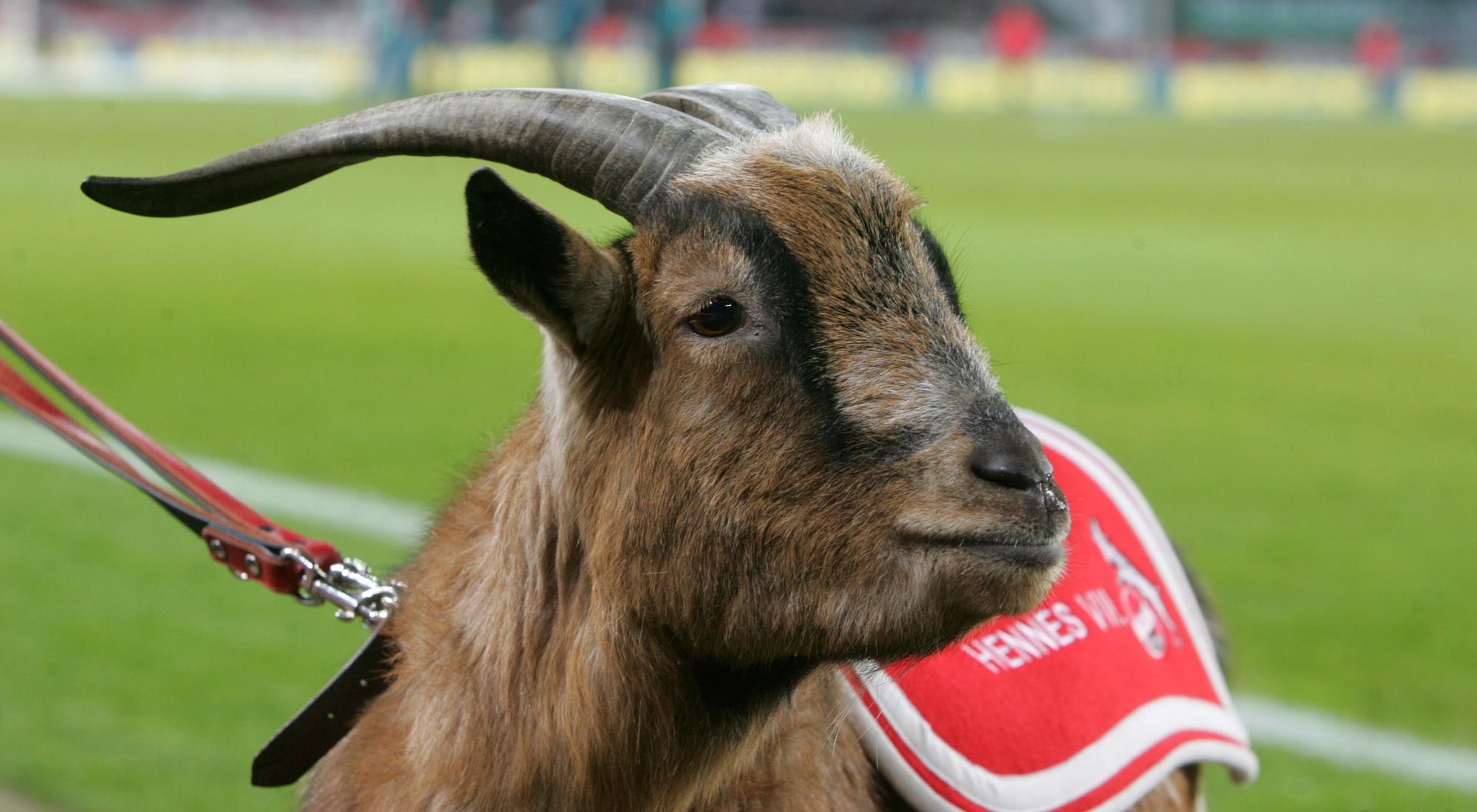 PIC Hennes