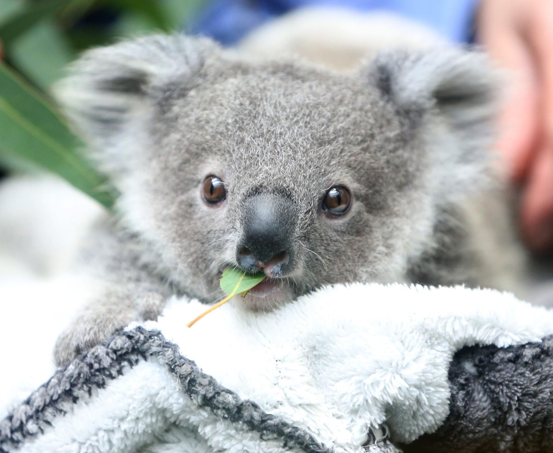 Koalaimpfung