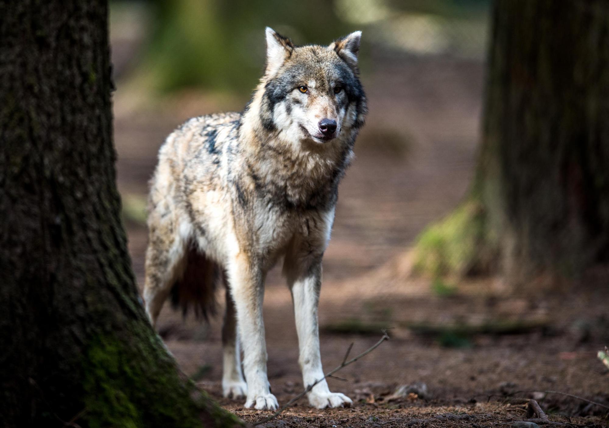 Wolf_im_Wildpark_55114856