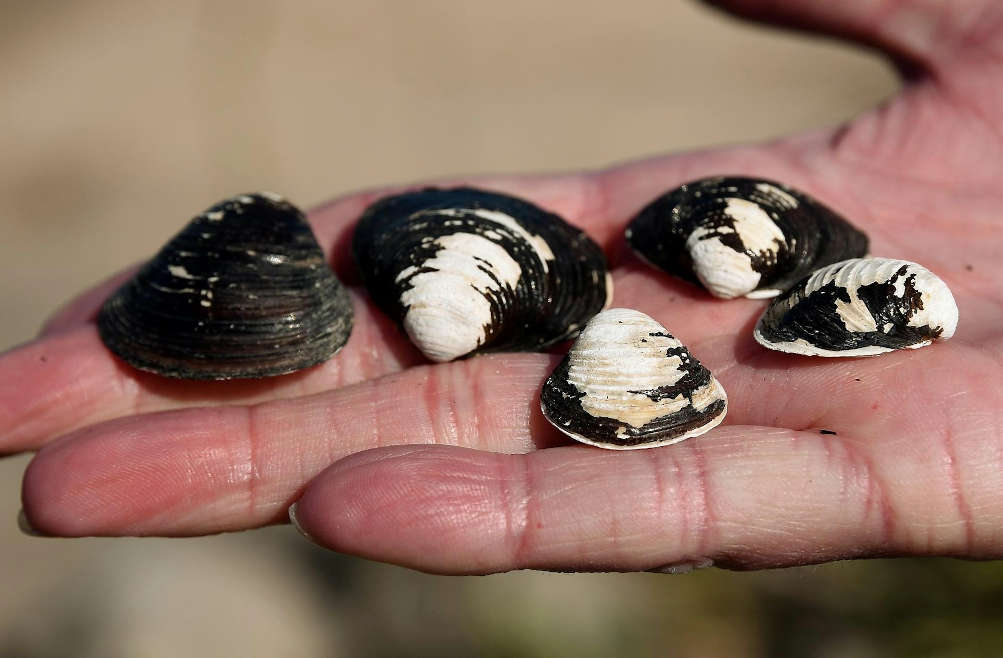 Muscheln auf Hand