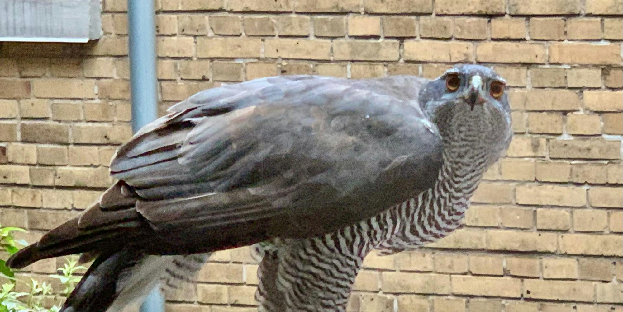 2BDEA3C4-EF1F-4FE8-A9CD-E40A5501A1E5