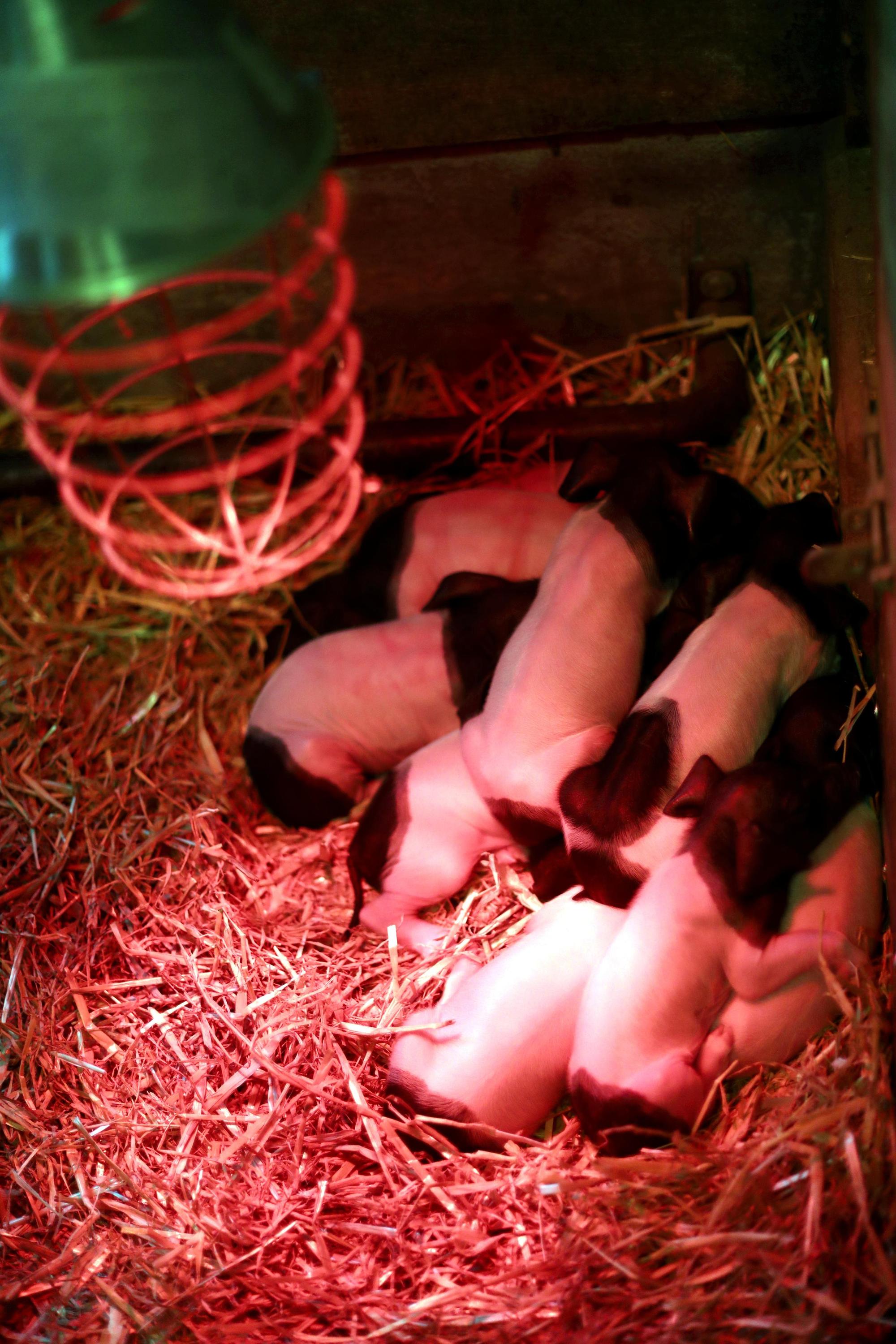 kra_schwein002