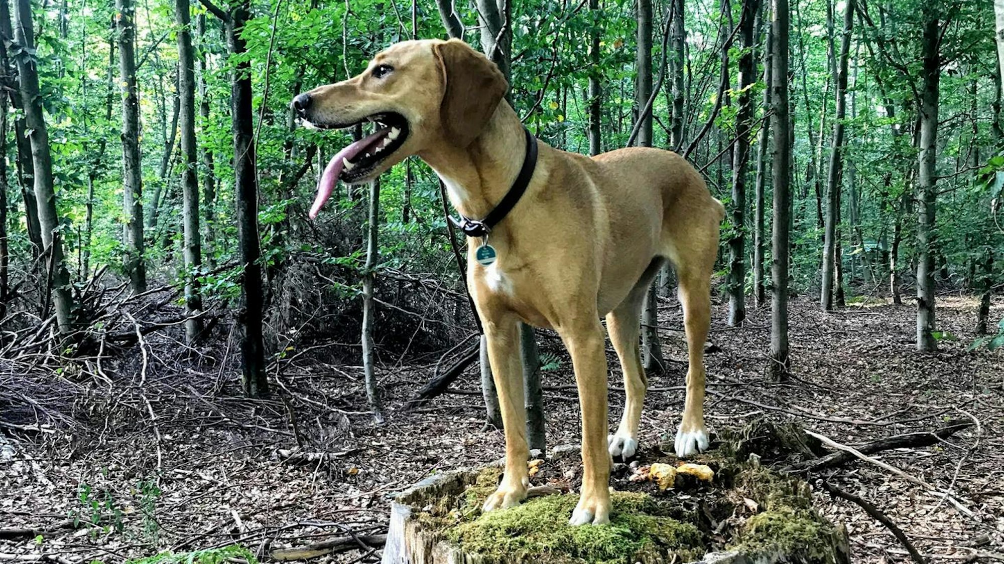 Königin des Königforsts