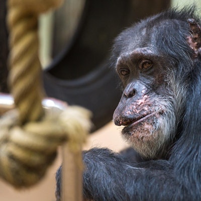 Schimpanse 060922