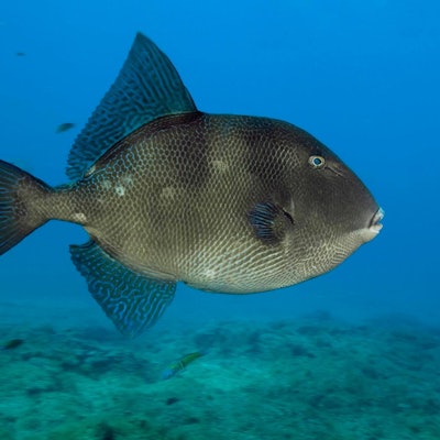 Grauer Drückerfisch imago 110822