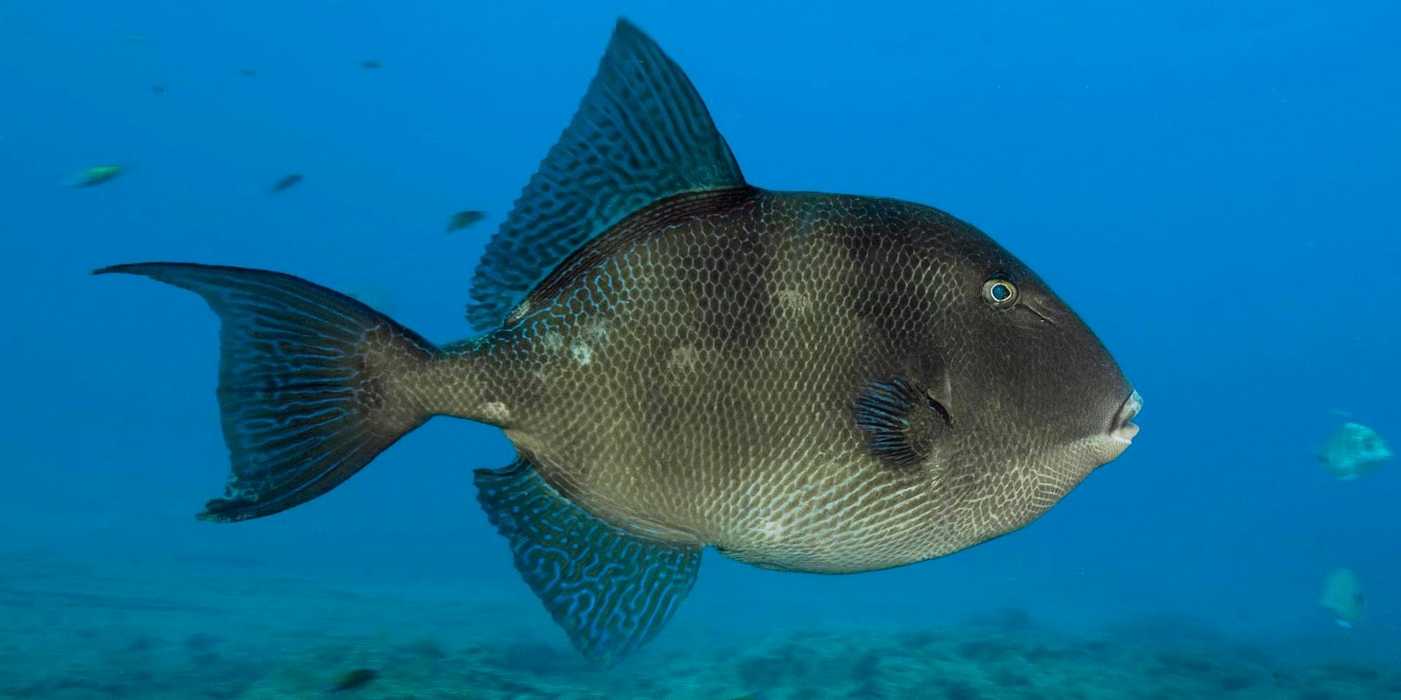 Grauer Drückerfisch imago 110822