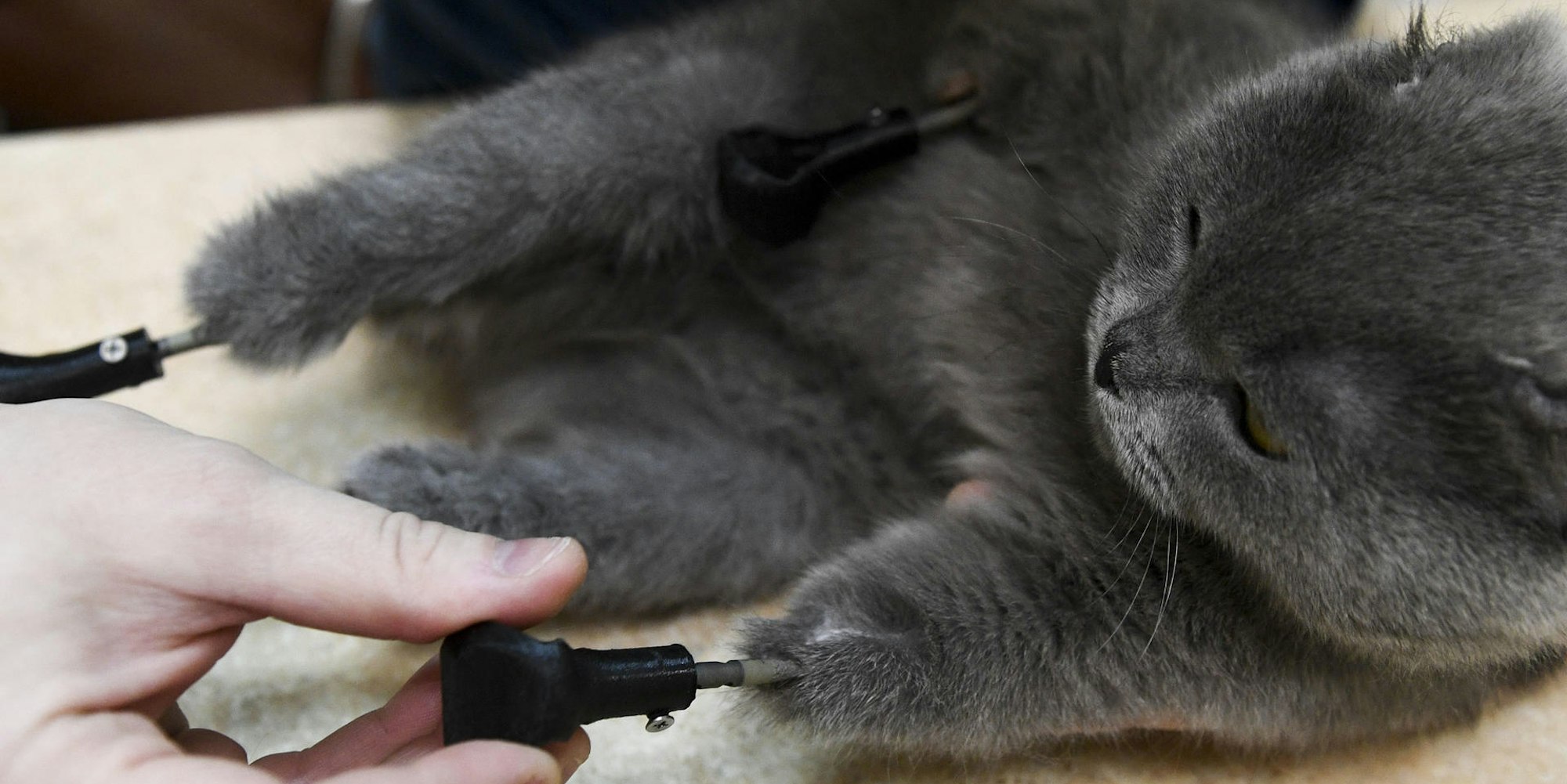 Katze Titan-Prothesen