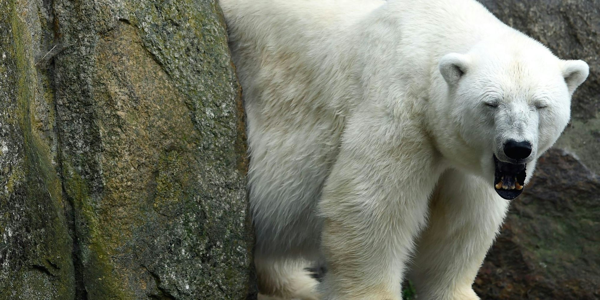 Katjuscha Eisbär
