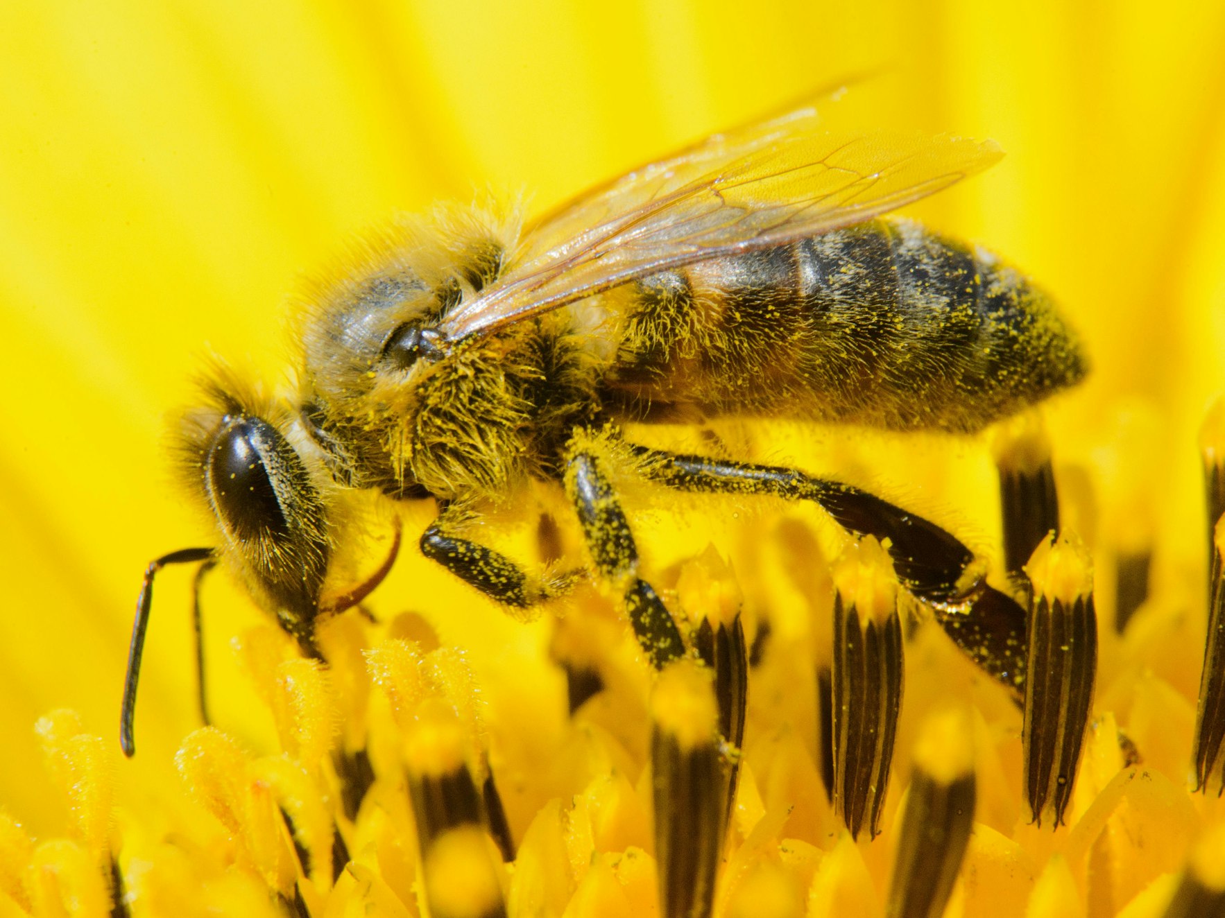 bienchen