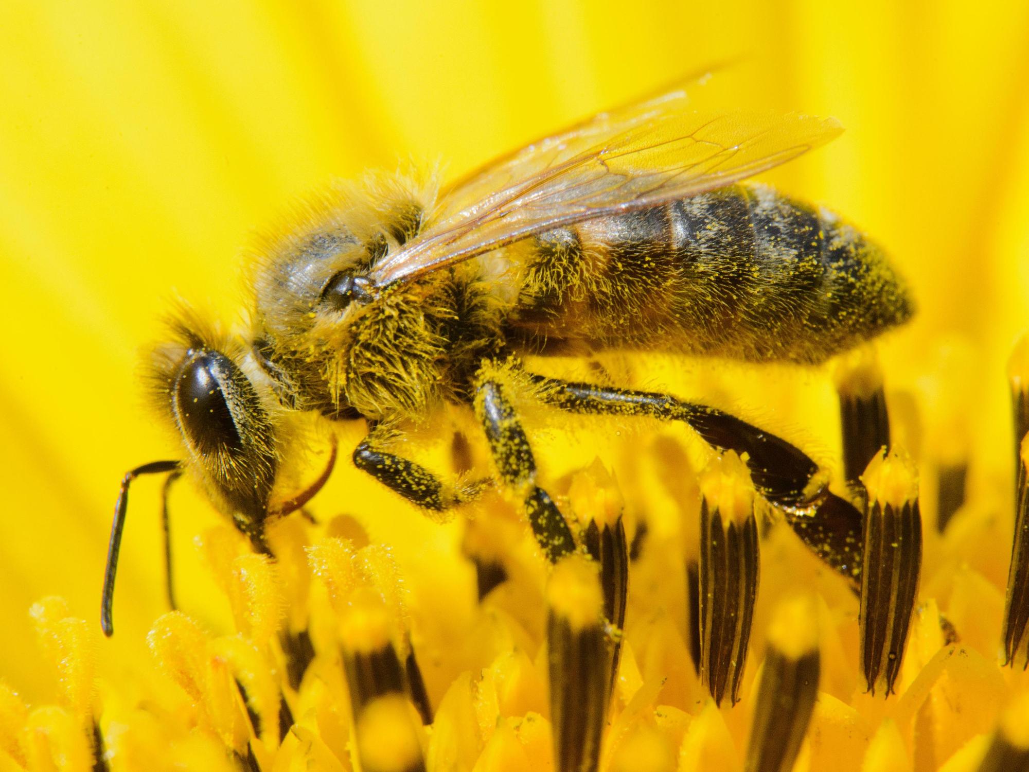 bienchen