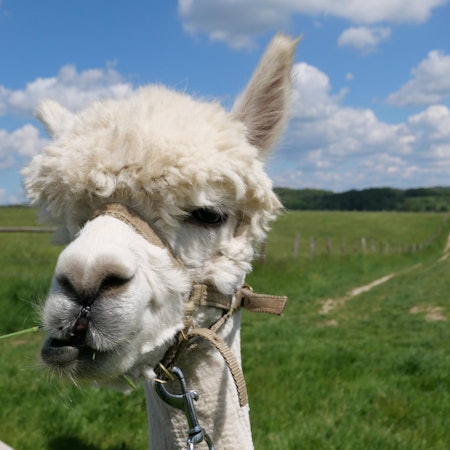 Alpaka_Aufmacherbild_Credit_Dietmar Kanthak