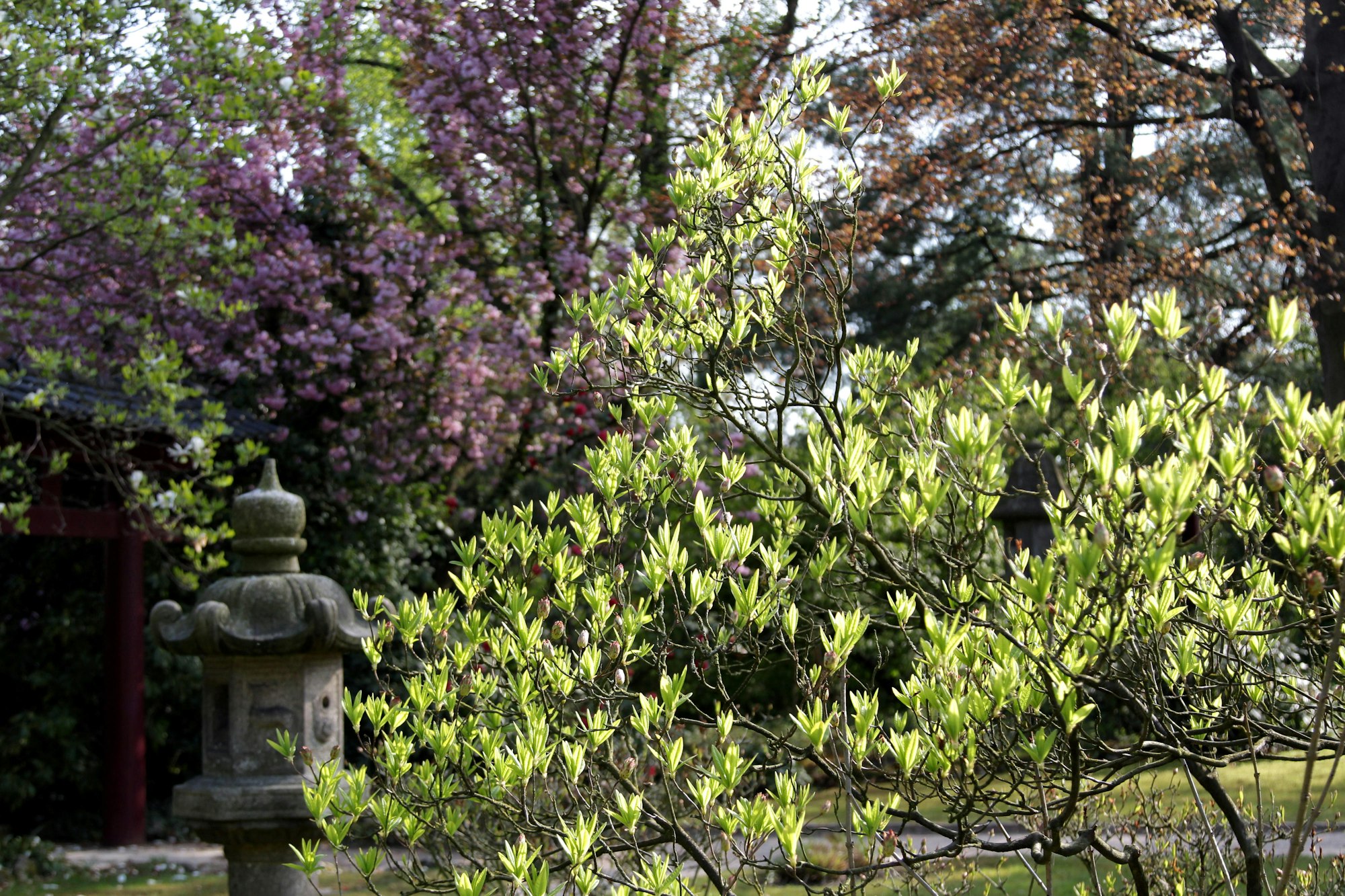 MDS-KSTA-2015-04-29-20150422max-japgarten68