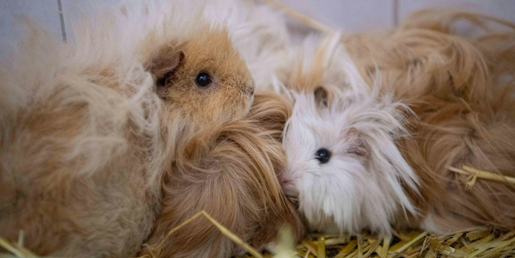 mechernich_mehrschweine