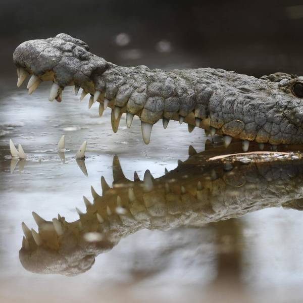 Krokodil