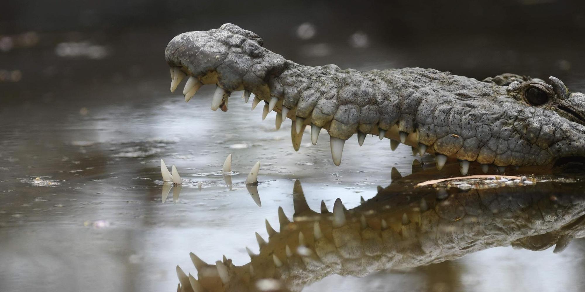 Krokodil