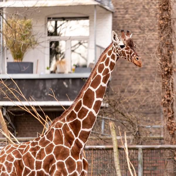 Zoo Giraffe Roll