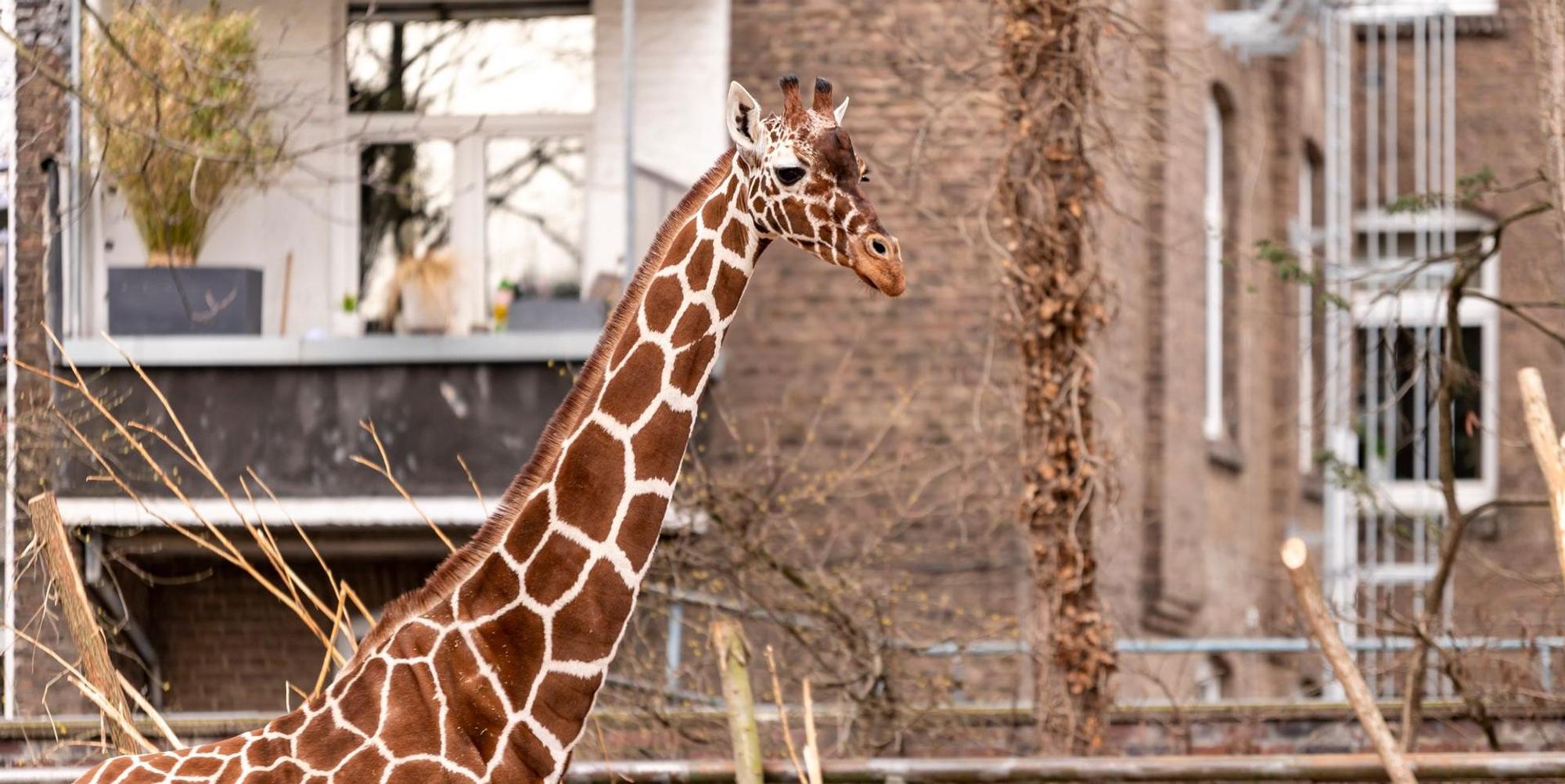 Zoo Giraffe Roll