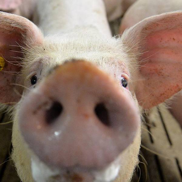 Schweine dpa