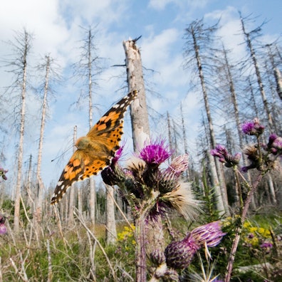 Distelfalter_borkenkaeferWald65224541