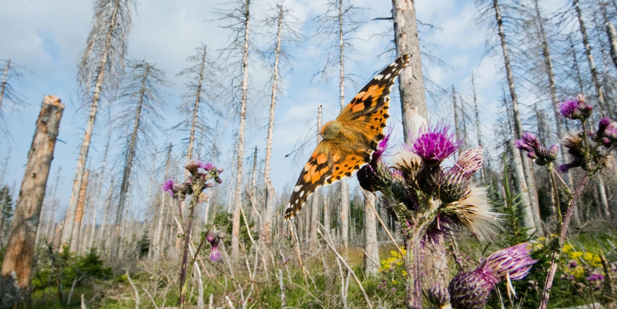 Distelfalter_borkenkaeferWald65224541