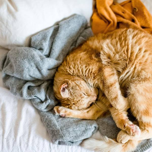 Katze im Bett