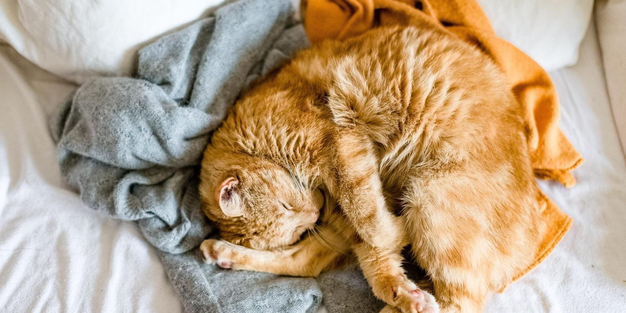 Katze im Bett