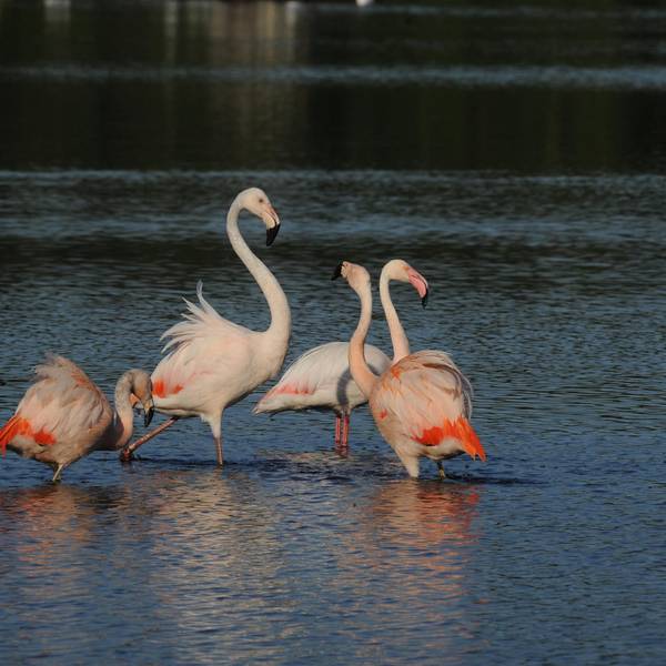 Flamingos