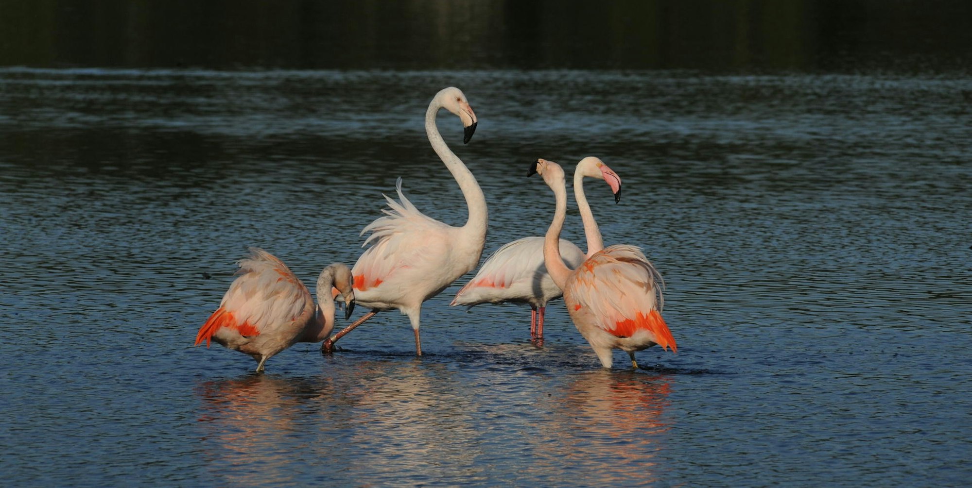 Flamingos