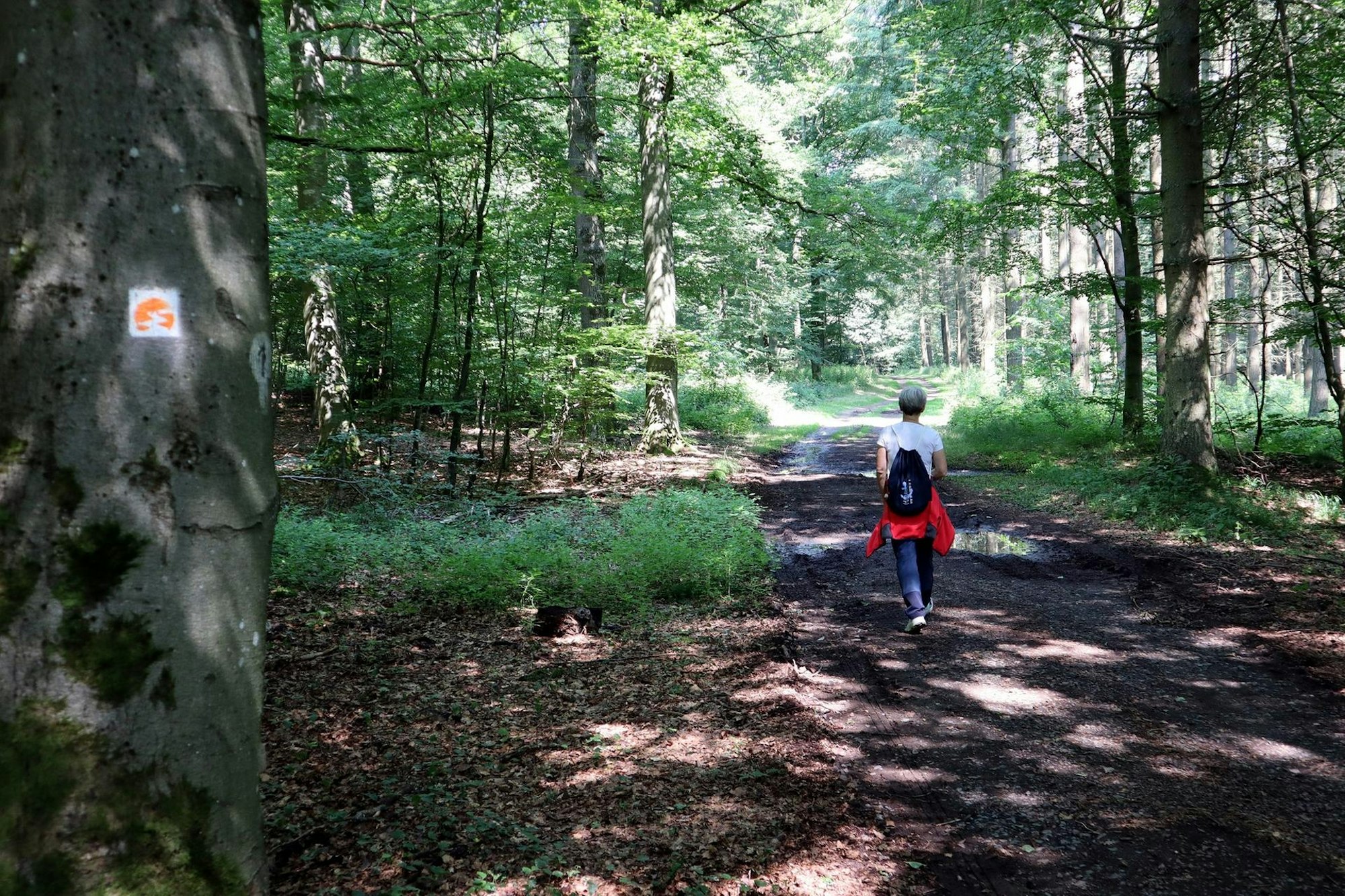 Wanderung Boos Waldweg