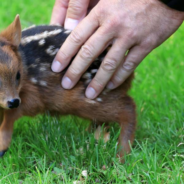 Südpudu KölnerZoo