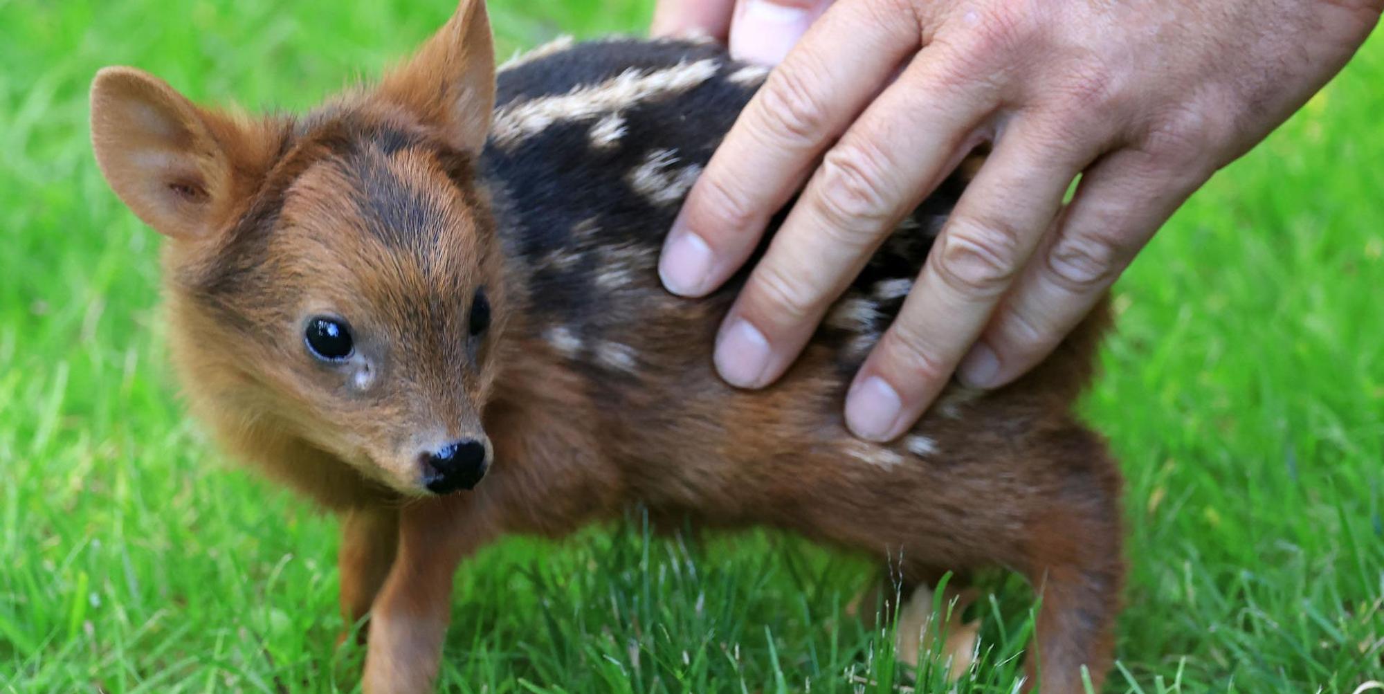 Südpudu KölnerZoo