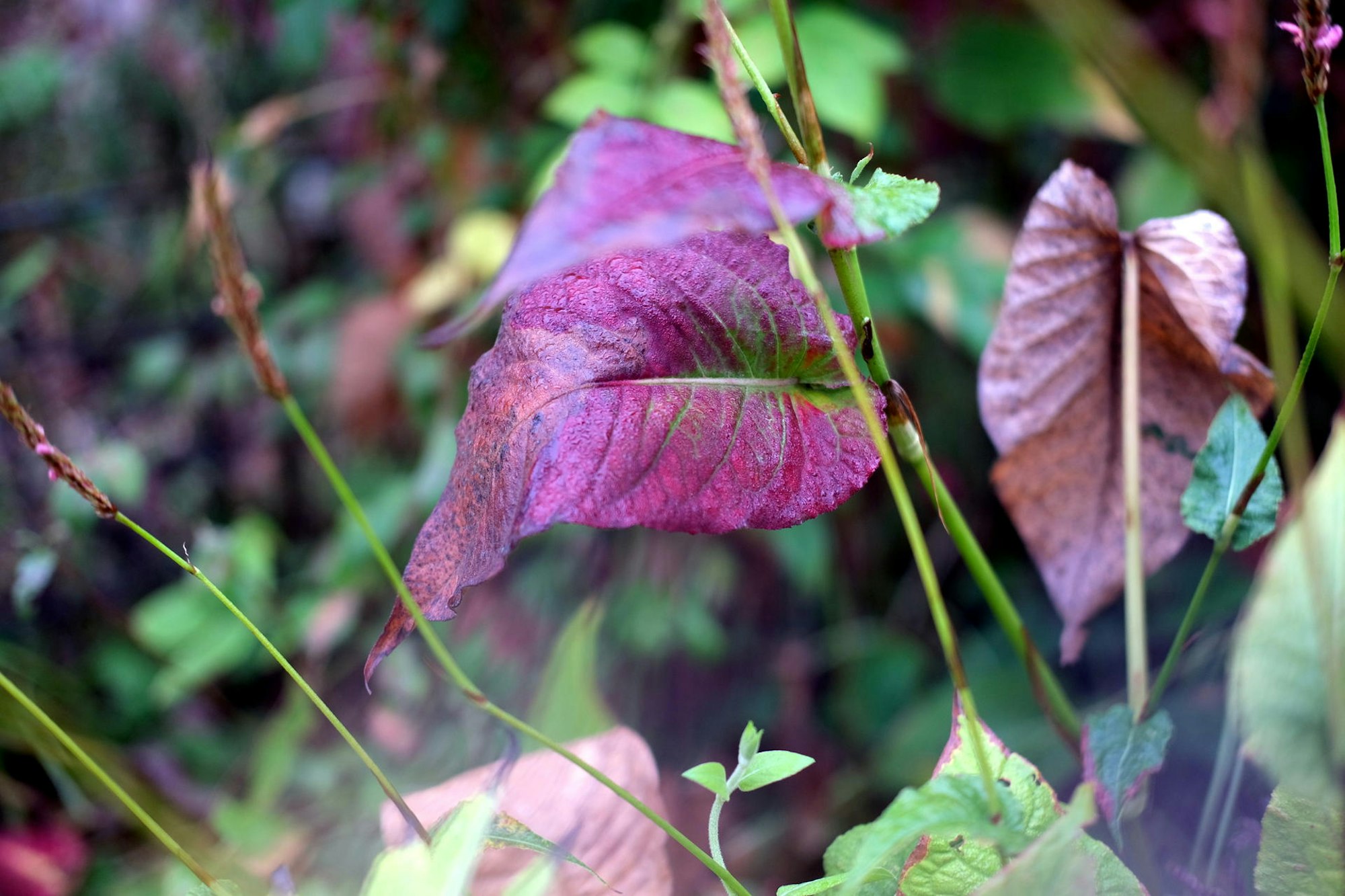 20180928max-garten34