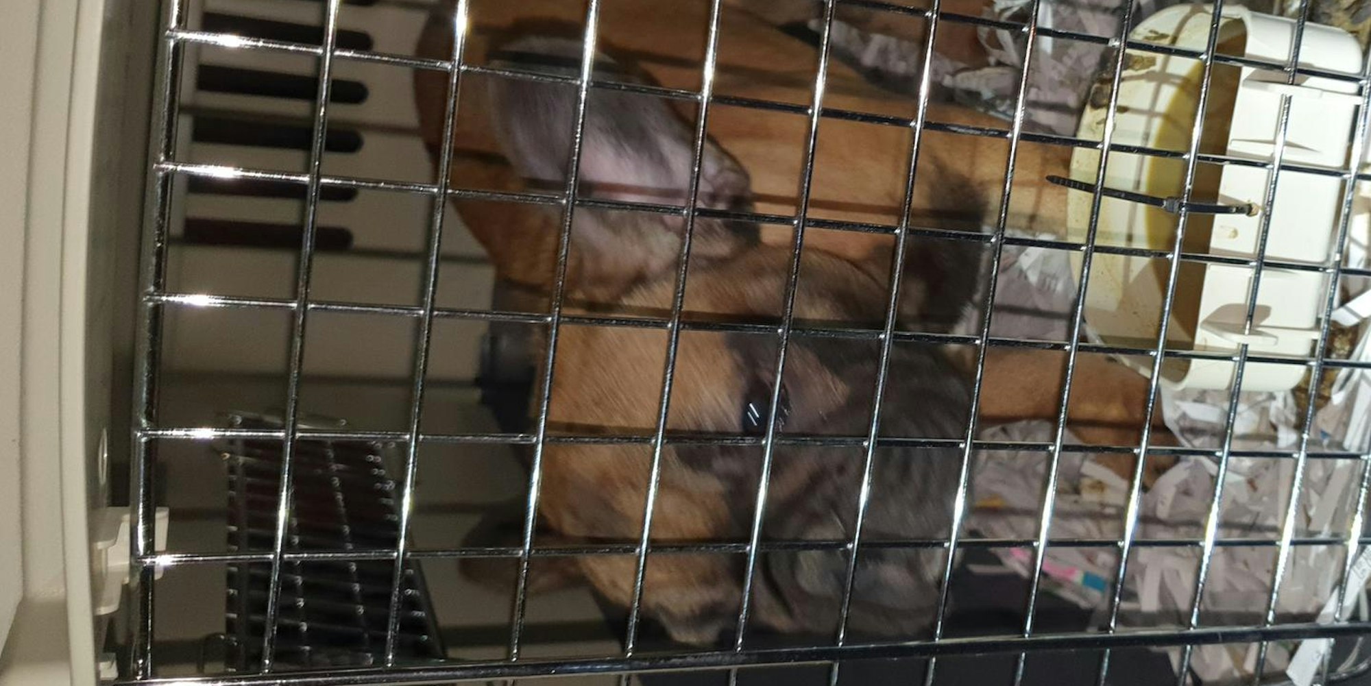 Tiertransport