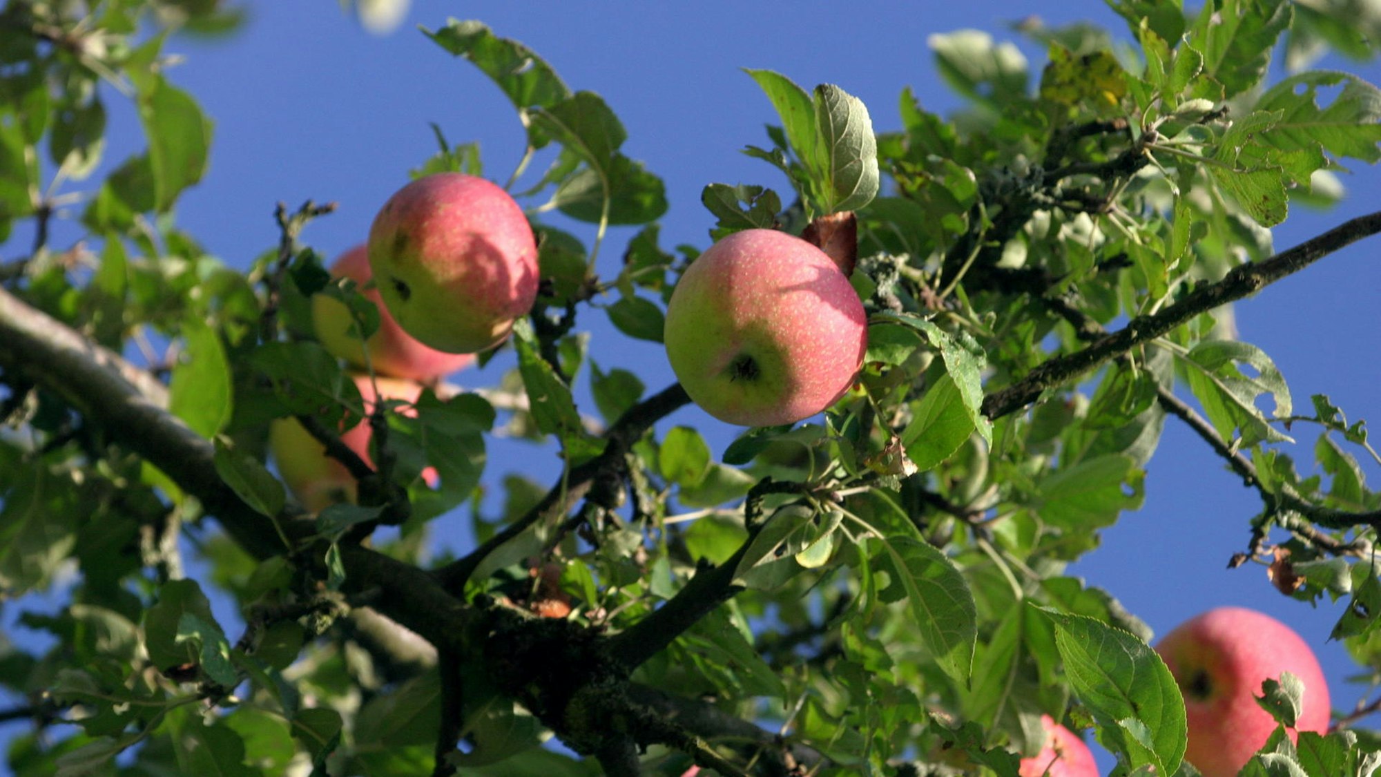 Rote Äpfel hängen an Bäumen