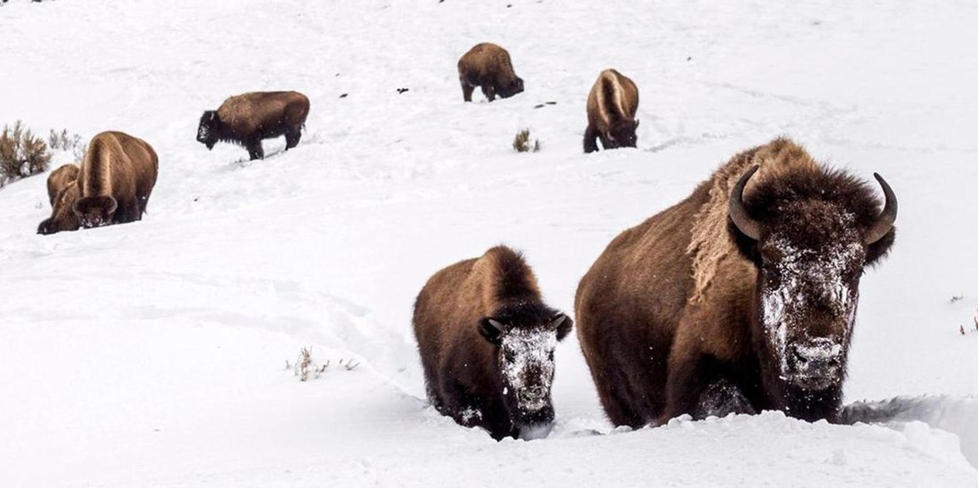 Bisons AP 010622