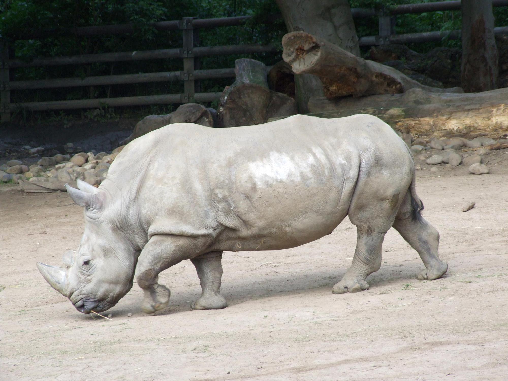 Breitmaulnashorn Natala_KOPIE