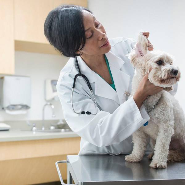 Eine Tierärztin untersucht einen kleinen Hund in ihrer Praxis.
