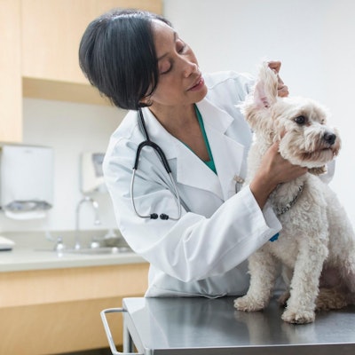 Eine Tierärztin untersucht einen kleinen Hund in ihrer Praxis.
