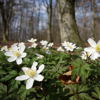 725387_original_R_by_Dr. Klaus-Uwe Gerhardt_pixelio.de