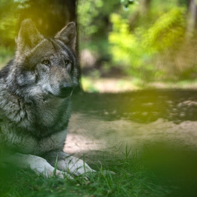 grauwolf